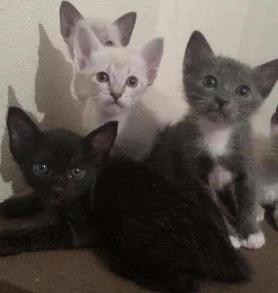 Gato ra a Mistura entre siames e Raça Indefinida  idade Abaixo de 2 meses nome Filhotes 