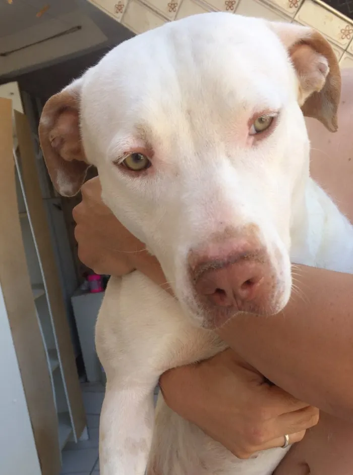 Cachorro ra a Mestiço idade 2 anos nome Alemão 