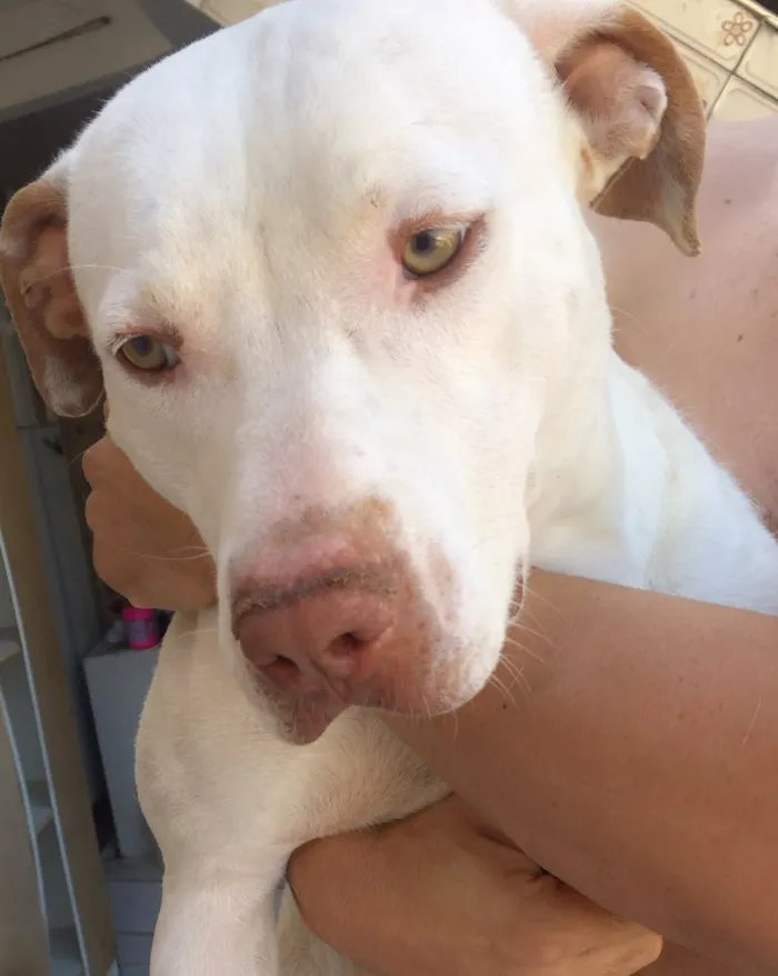Cachorro ra a Mestiço idade 2 anos nome Alemão 