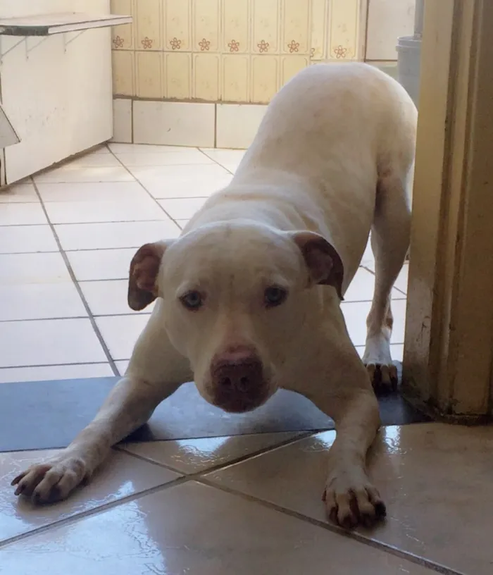 Cachorro ra a Mestiço idade 2 anos nome Alemão 