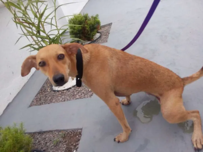Cachorro raça SRD idade 1 ano nome Esperança