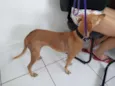 Esperança