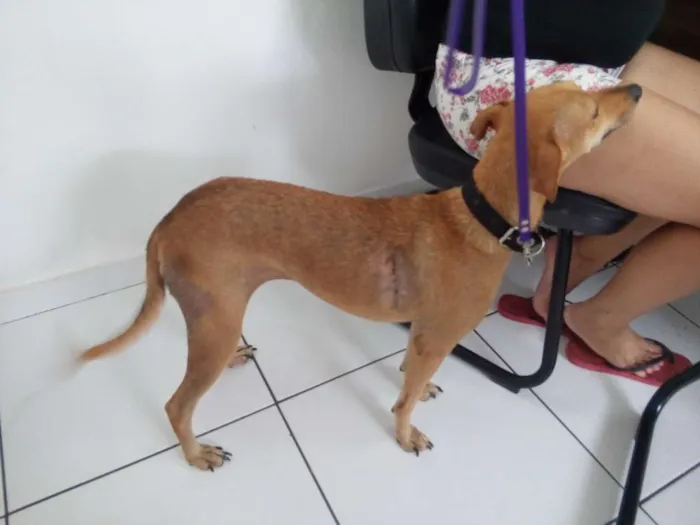 Cachorro raça SRD idade 1 ano nome Esperança