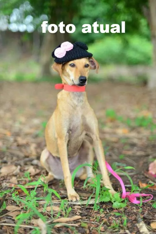Cachorro raça SRD idade 1 ano nome Esperança
