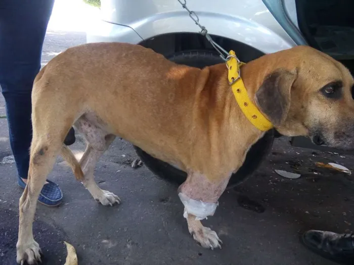 Cachorro raça srd idade 6 ou mais anos nome gigante