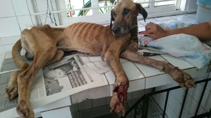 Cachorro raça srd idade 6 ou mais anos nome gigante