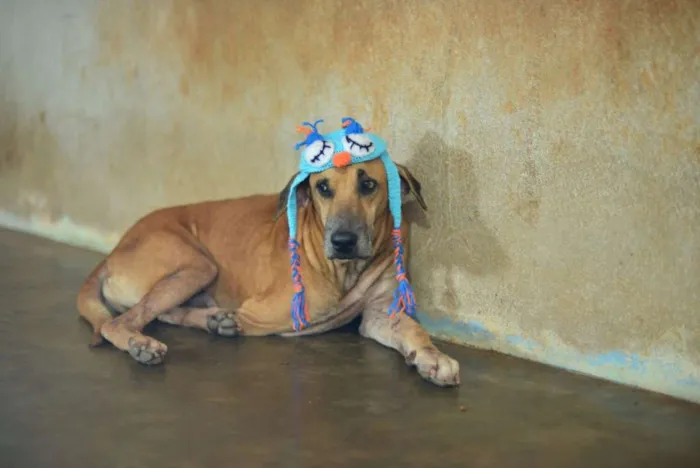 Cachorro raça srd idade 6 ou mais anos nome gigante