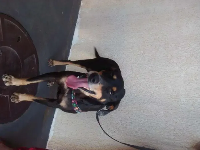 Cachorro raça SRD idade 4 anos nome Thor