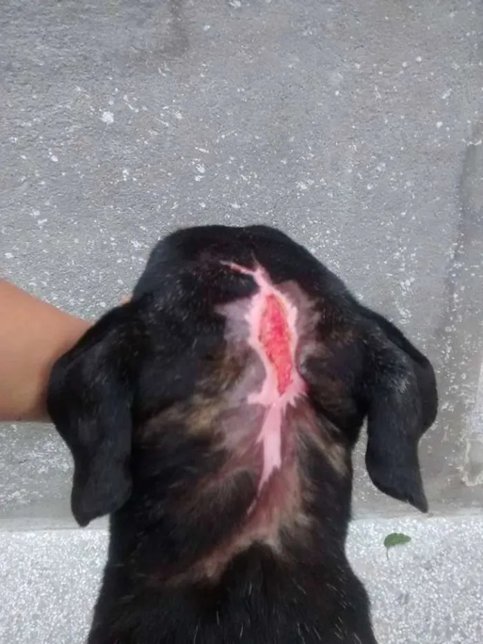Cachorro raça SRD idade 4 anos nome Thor