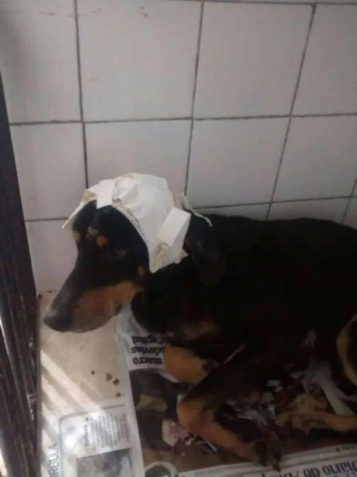 Cachorro raça SRD idade 4 anos nome Thor