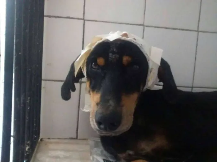 Cachorro raça SRD idade 4 anos nome Thor