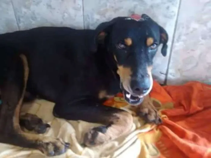 Cachorro raça SRD idade 4 anos nome Thor