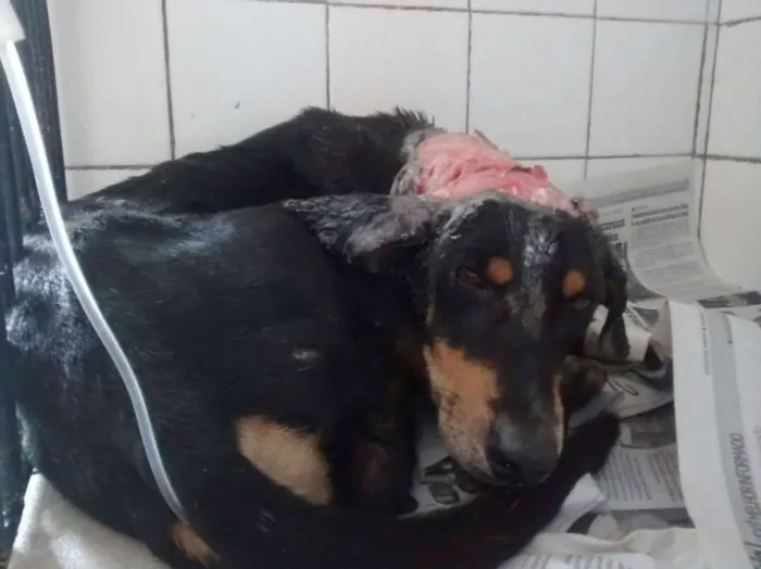 Cachorro raça SRD idade 4 anos nome Thor