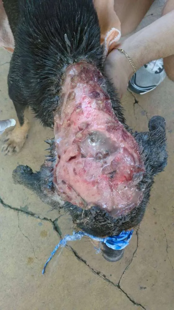 Cachorro raça SRD idade 4 anos nome Thor