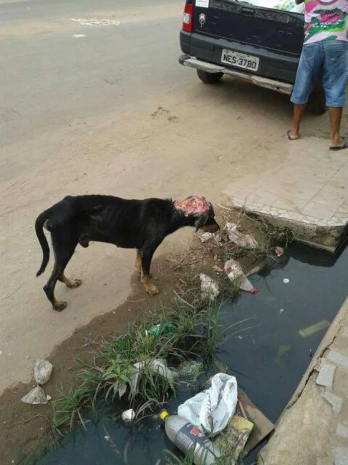 Cachorro raça SRD idade 4 anos nome Thor