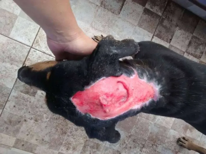 Cachorro raça SRD idade 4 anos nome Thor