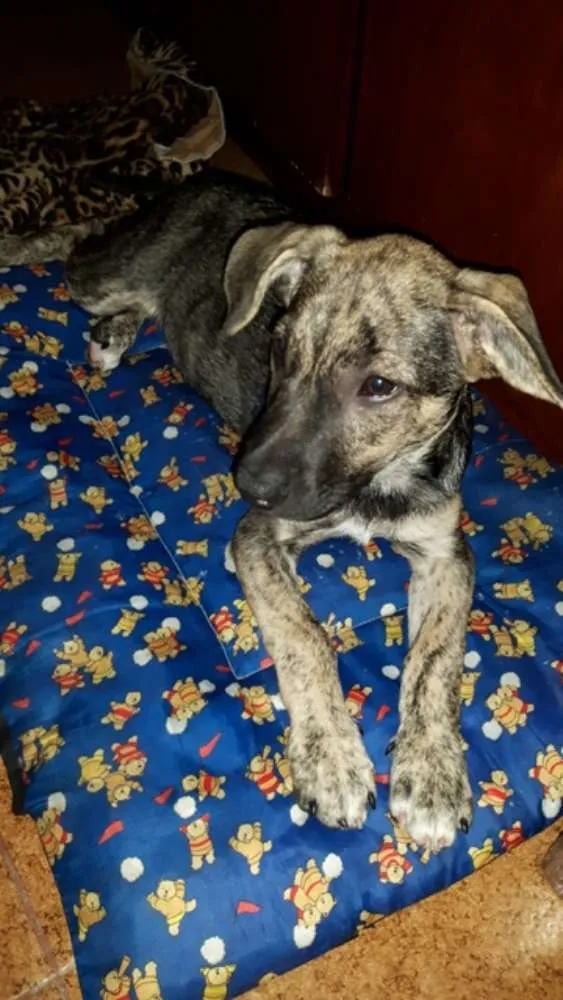 Cachorro raça SRD idade 2 a 6 meses nome Miudinho