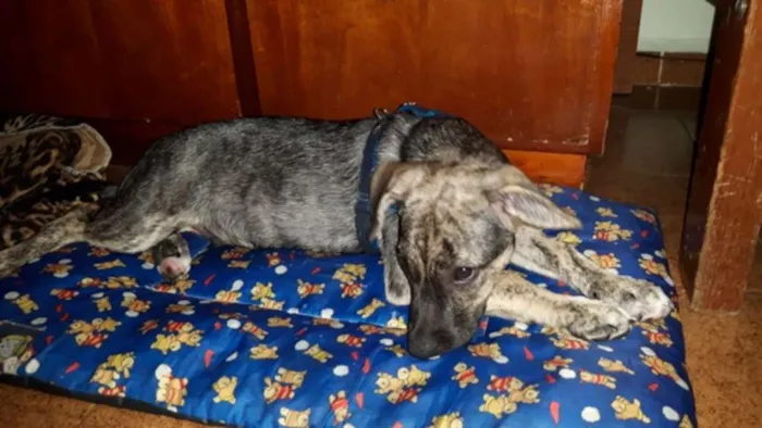 Cachorro raça SRD idade 2 a 6 meses nome Miudinho