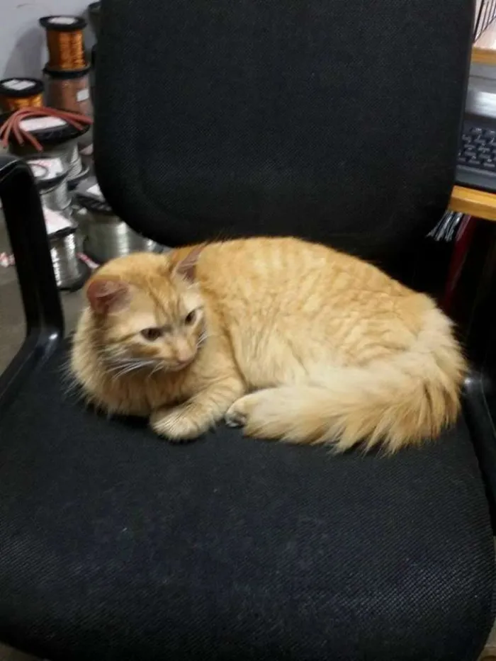 Gato ra a  idade 1 ano nome Ferrugem