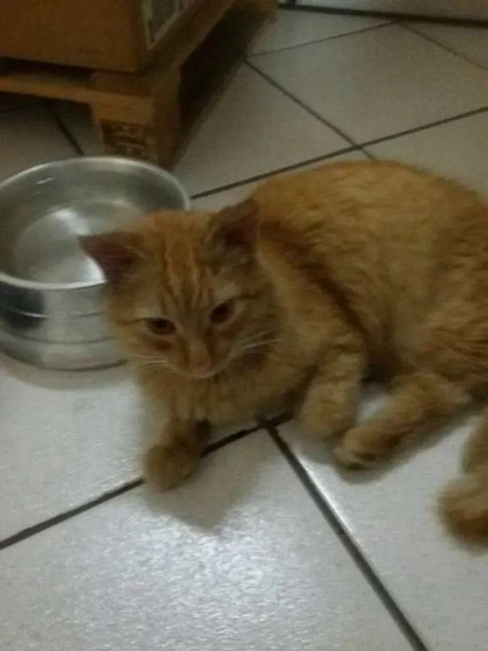 Gato ra a  idade 1 ano nome Ferrugem