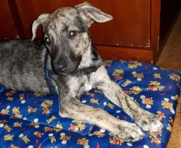 Cachorro raça SRD idade 2 a 6 meses nome Miudinho