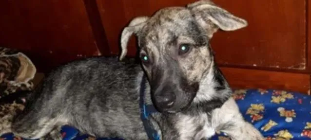 Cachorro raça SRD idade 2 a 6 meses nome Miudinho