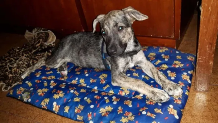 Cachorro raça SRD idade 2 a 6 meses nome Miudinho