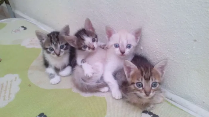 Gato ra a Não definida idade Abaixo de 2 meses nome Sem nome