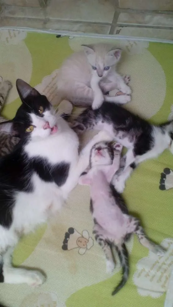 Gato ra a Não definida idade Abaixo de 2 meses nome Sem nome