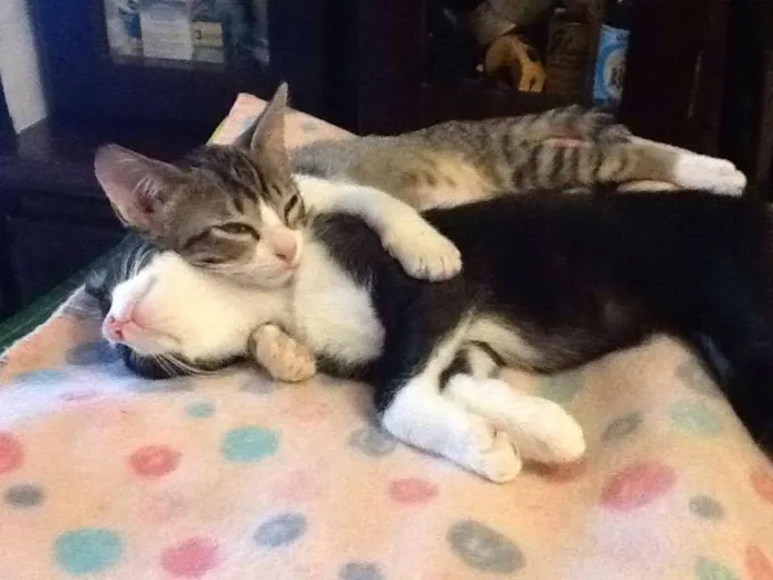 Gato ra a SRD idade 2 a 6 meses nome LAURA E CAETANO