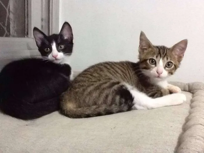 Gato ra a SRD idade 2 a 6 meses nome LAURA E CAETANO