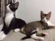 LAURA E CAETANO