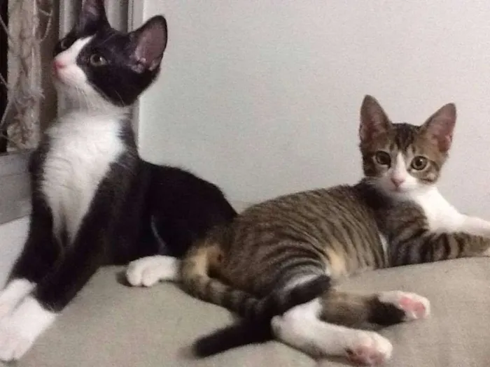 Gato ra a SRD idade 2 a 6 meses nome LAURA E CAETANO