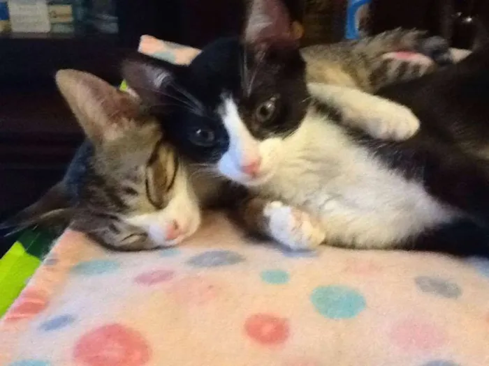 Gato ra a SRD idade 2 a 6 meses nome LAURA E CAETANO