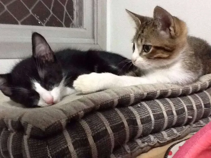 Gato ra a SRD idade 2 a 6 meses nome LAURA E CAETANO