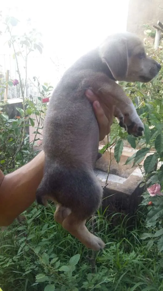 Cachorro ra a  idade 2 a 6 meses nome Viralatas