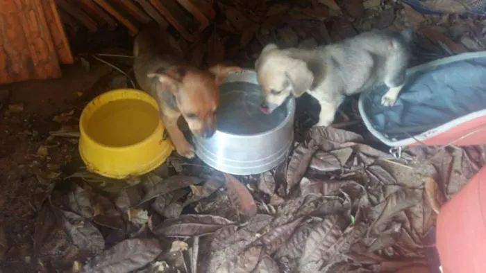 Cachorro ra a  idade 2 a 6 meses nome Viralatas