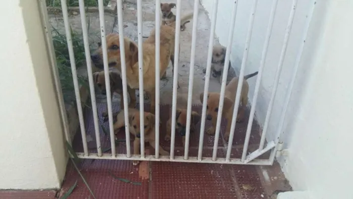 Cachorro ra a  idade 2 a 6 meses nome Viralatas