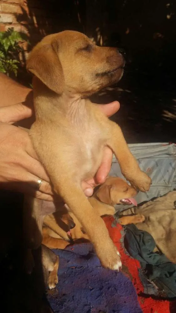 Cachorro ra a  idade 2 a 6 meses nome Viralatas