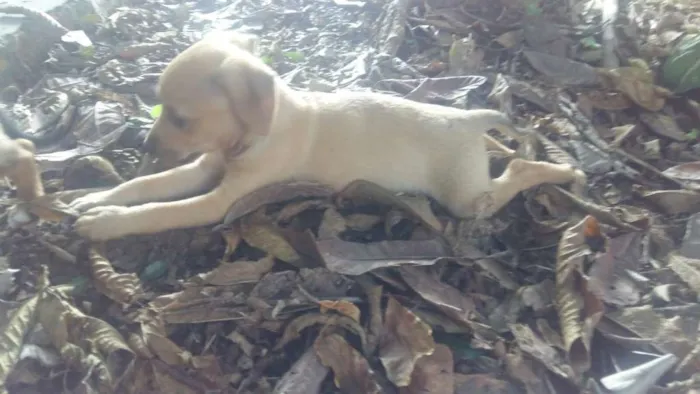 Cachorro ra a  idade 2 a 6 meses nome Viralatas