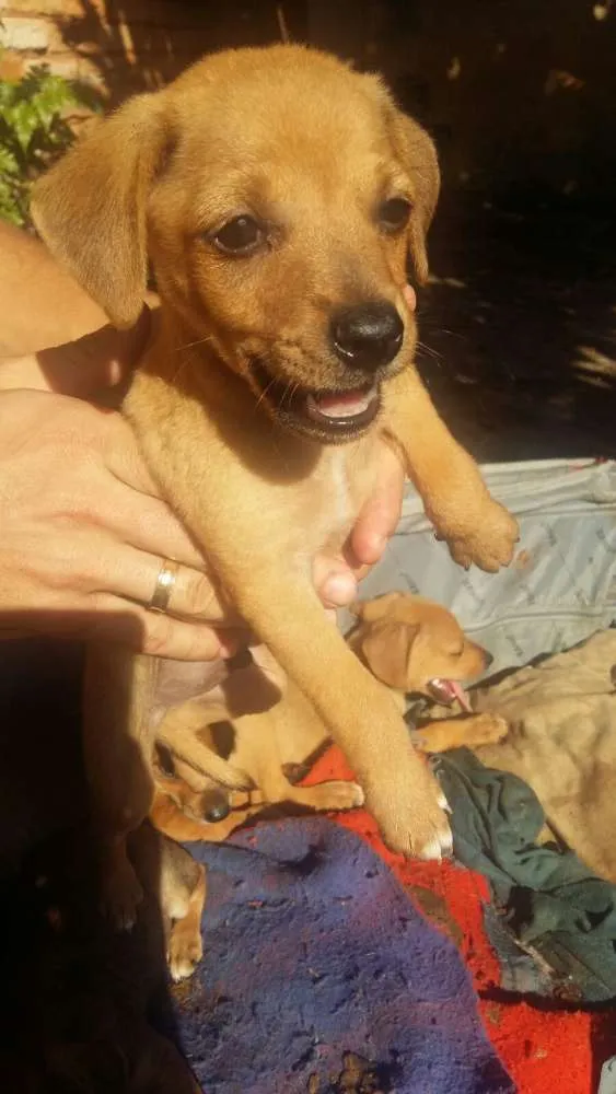 Cachorro ra a  idade 2 a 6 meses nome Viralatas