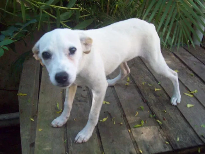 Cachorro ra a SRD idade 7 a 11 meses nome NEVE