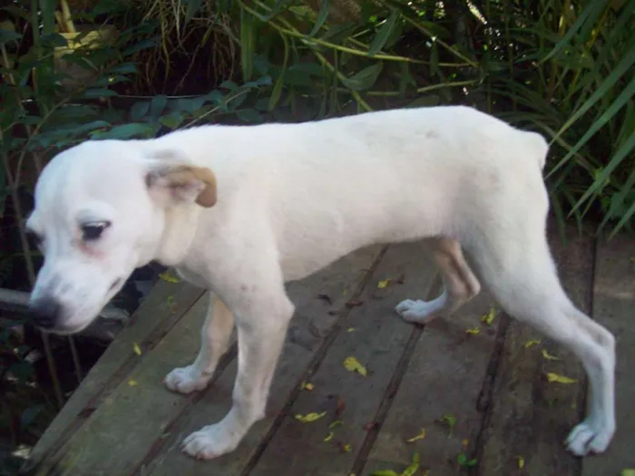 Cachorro ra a SRD idade 7 a 11 meses nome NEVE