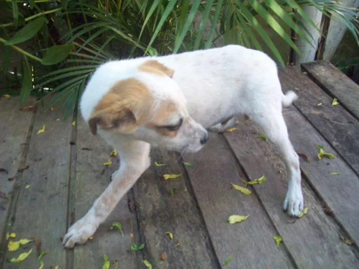 Cachorro ra a SRD idade 2 a 6 meses nome TICO