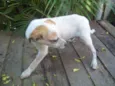 TICO