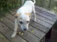 TICO