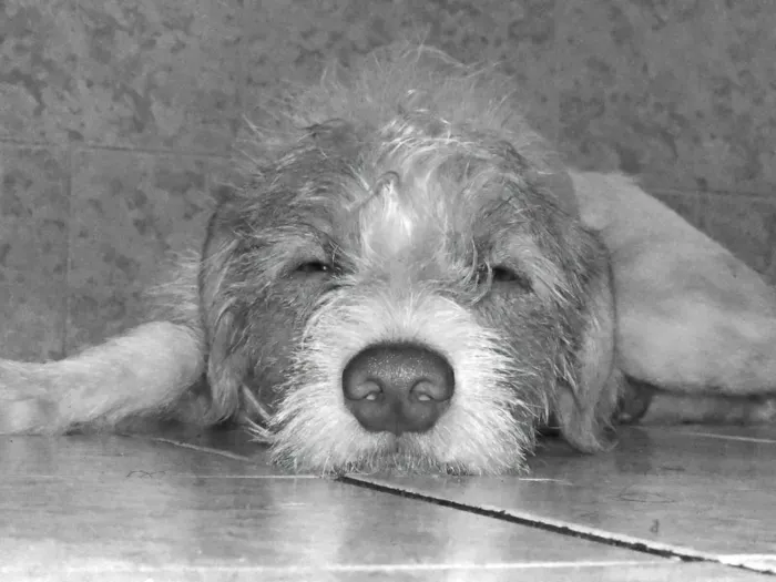 Cachorro ra a Vira lata idade 1 ano nome Joe