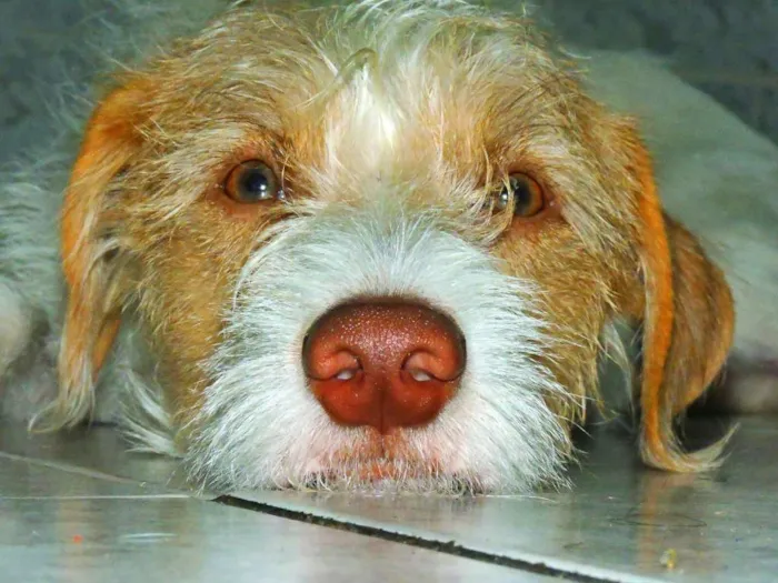 Cachorro ra a Vira lata idade 1 ano nome Joe