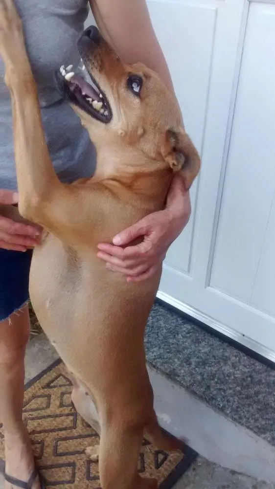 Cachorro ra a SRD idade 2 anos nome Amelinha