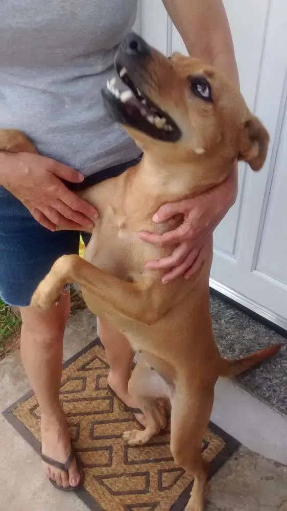 Cachorro ra a SRD idade 2 anos nome Amelinha
